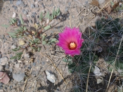 Coryphantha macromeris