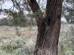 Callitris columellaris