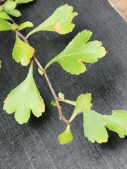 Crataegus spathulata