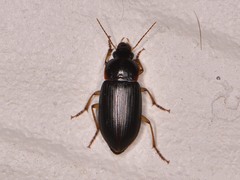 Notiobia terminata