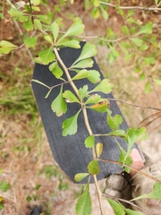 Crataegus spathulata