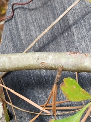 Crataegus spathulata