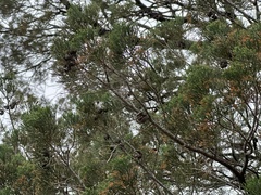 Callitris columellaris