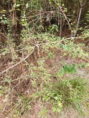 Crataegus spathulata