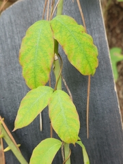 Thyrsanthella difformis