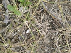 Sporobolus alopecuroides