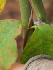 Thyrsanthella difformis