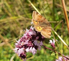 Euclidia glyphica