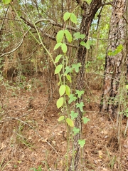 Thyrsanthella difformis