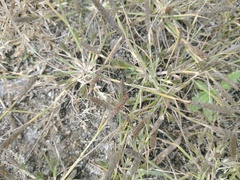 Sporobolus alopecuroides