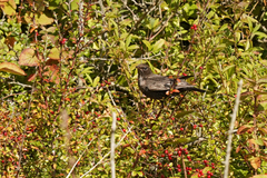 Turdus torquatus