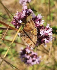 Euclidia glyphica