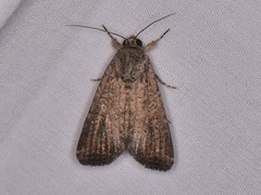 Spodoptera frugiperda
