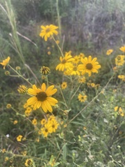 Helianthus angustifolius