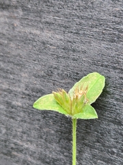 Elephantopus carolinianus