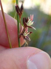 Juncus balticus