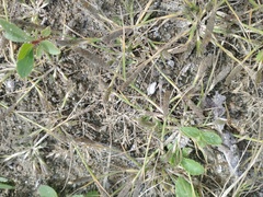 Sporobolus alopecuroides