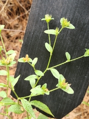 Elephantopus carolinianus