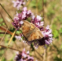 Euclidia glyphica
