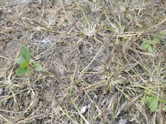 Sporobolus alopecuroides