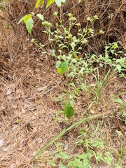 Elephantopus carolinianus