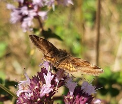 Euclidia glyphica