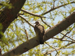 Metriopelia melanoptera