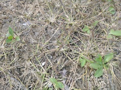 Sporobolus alopecuroides