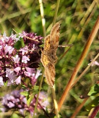 Euclidia glyphica