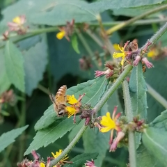 Triumfetta rhomboidea