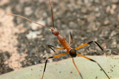 Leptomyrmex cnemidatus