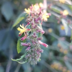 Triumfetta rhomboidea