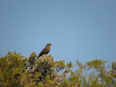 Turdus chiguanco