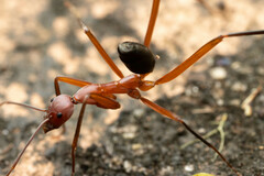 Leptomyrmex tibialis