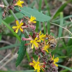 Triumfetta rhomboidea