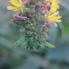 Triumfetta rhomboidea