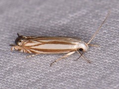 Polyhymno luteostrigella