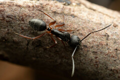 Camponotus hartogi