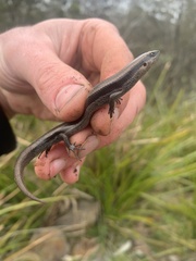 Acritoscincus platynotus