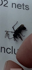 Pompiloidea