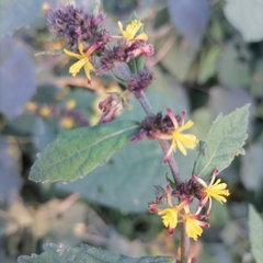 Triumfetta rhomboidea