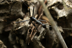 Leptomyrmex mjobergi