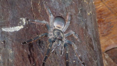 Tapinauchenius