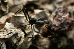 Leptomyrmex mjobergi