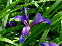 Iris graminea