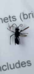 Pompiloidea