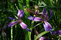 Iris graminea
