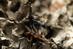 Leptomyrmex mjobergi