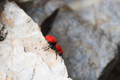 Dasymutilla erythrina