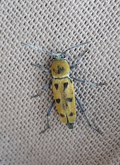 Chlorophorus glabromaculatus